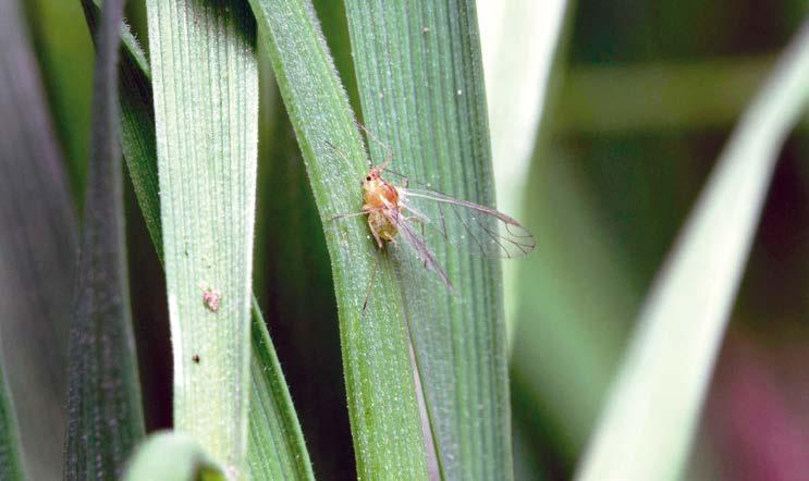 dłuższe od ogonka, czułki długości prawie całego ciała; gatunek różnodomny i polifagiczny zimują jaja na różach (Rosa spp.), głównie dzikiej (R. canina) i rdzawej (R.