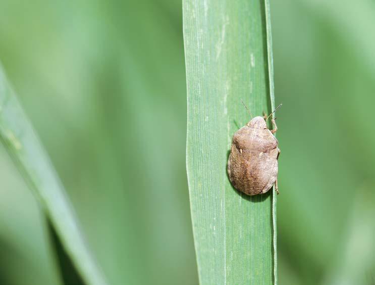 ) WCIORNASTEK OWSIAREK Stenothrips graminum (Uzl.) Fot. 107. Żółwinek zbożowy (fot. P.