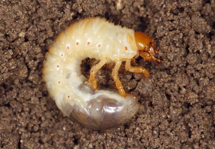 158 Poradnik SYGNALIZATORA ochrony zbóż USZKODZENIA POWODOWANE PRZEZ ZWIERZĘTA 159 15. ŁOKAŚ GARBATEK Zabrus tenebrioides (Goeze) Fot. 129.