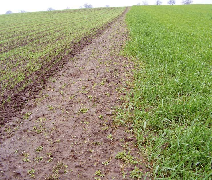 Ubarwienie czarne, lśniące z żółtym rysunkiem na odwłoku. Głowa duża, prostokątna, szersza od tułowia. Oczy okrągłe, czułki długie nitkowate, lekko rozszerzające się ku końcowi.