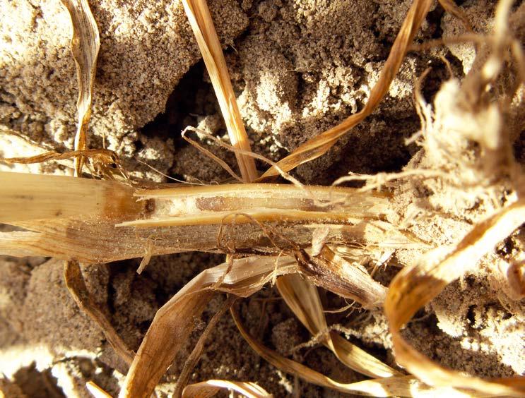 Dobór odmian Preferowane przez agrofaga są odmiany o wąskim świetle źdźbła i szybko kłoszące się. Metoda biologiczna Brak opracowanych metod. Metoda chemiczna Nie stosuje się.