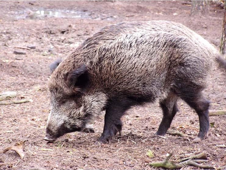 podobne do wścieklizny (ślinotok, zaburzenia nerwowe, drgawki, agresja) stanowią poważne zagrożenie dla dzików. Inną groźną chorobą jest parwowiroza.