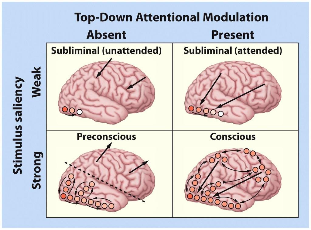 podprogowy niedostępny świadomości, ograniczone przetwarzanie bodźca (uwaga wzmacnia aktywność, ale nie przekracza ona progu) 2.
