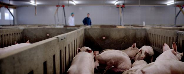 Pojawiają się jednak pewne zagrożenia, które mogą zaburzać ten wzrost.