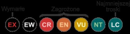 Czerwona lista IUCN przyporządkowuje gatunki do różnych kategorii; nacisk kładzie na rośliny i zwierzęta szczególnie zagrożone wyginięciem (Il. 1). Il.1: Klasyfikacja Czerwonej Listy EX (ang.