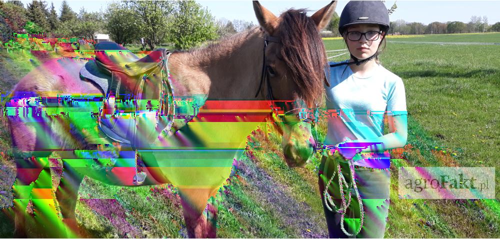 https://www. Konie w agroturystyce? To może być klucz do sukcesu! Autor: Tadeusz Śmigielski Data: 6 maja 2018 Agroturystyka z roku na rok staje się coraz bardziej popularną formą wypoczynku na wsi.