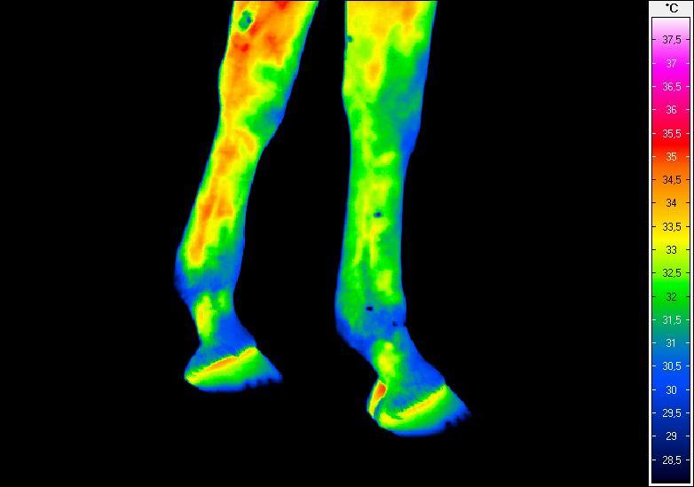 2. BADANIE TERMOGRAFICZNE KOŃ O IMIENIU DIAMONIQUE Termogram nr 1.