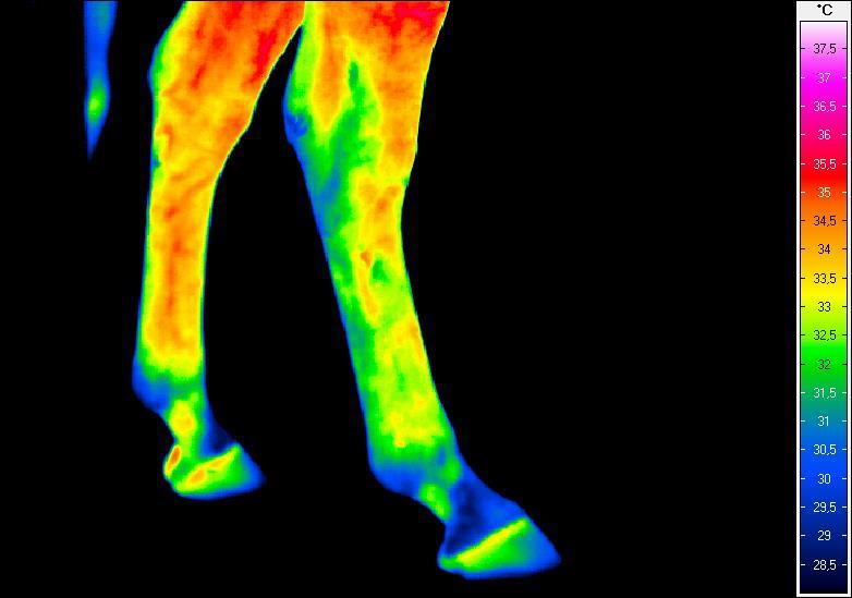 Termogram nr 5.