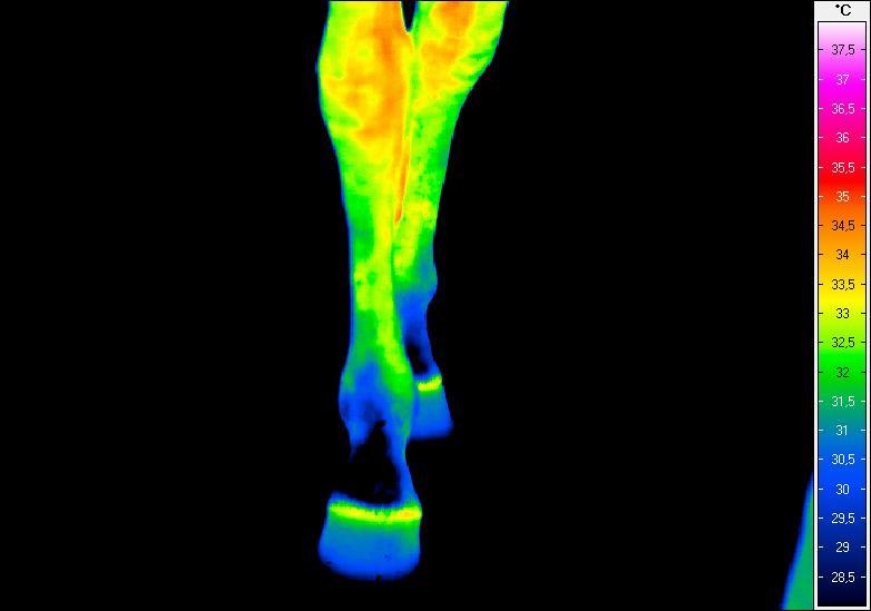 spoczynku przed Termogram nr 7.