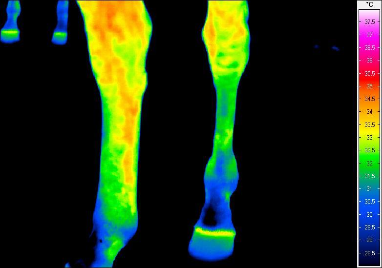 działaniu 20 minutowym Termogram nr 8.