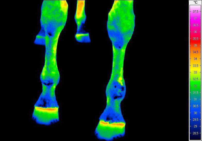 Termogram nr 11.