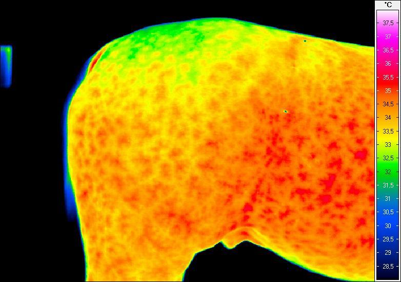 bocznej po działaniu 20 minutowym Termogram nr