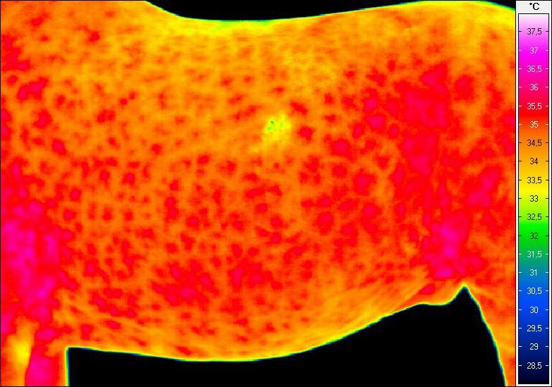 Termogram nr 25.