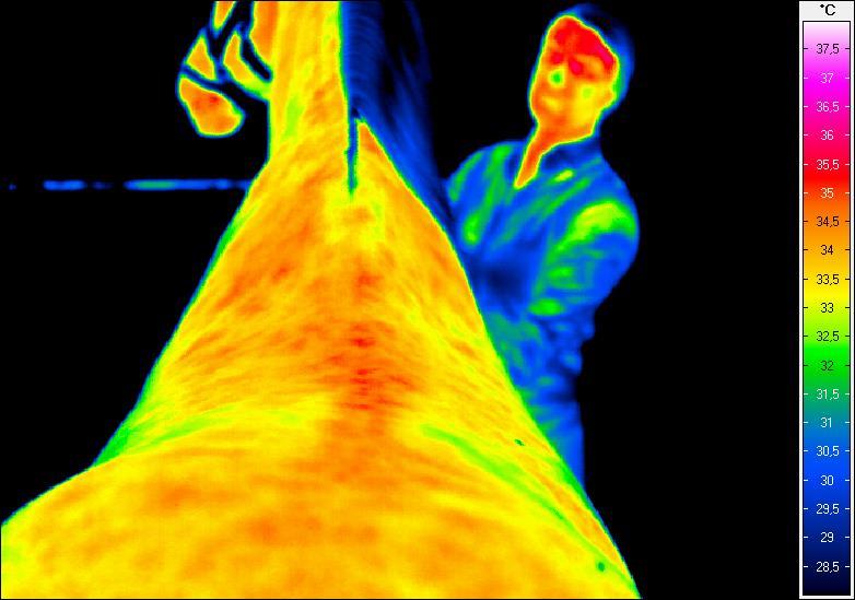 Termogram nr 27. Grzbiet od strony dogrzbietowej w spoczynku przed wejściem na matę wibrującą Termogram nr 28.