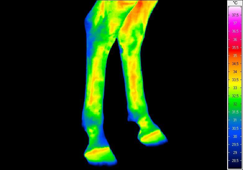 Termogram nr 5.