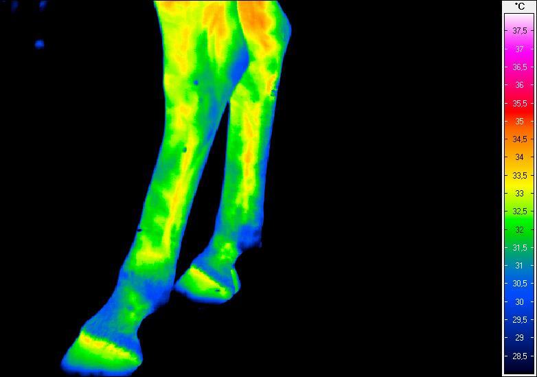 Dystalne partie kończyn miednicznych od strony bocznej (lewa) i przyśrodkowej (prawa) w spoczynku przed Termogram nr 7.