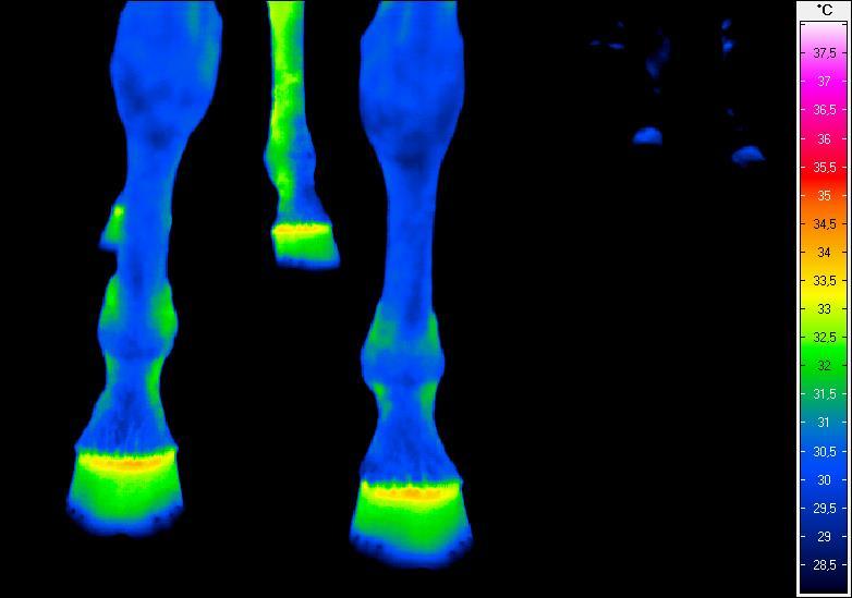 Termogram nr 11.