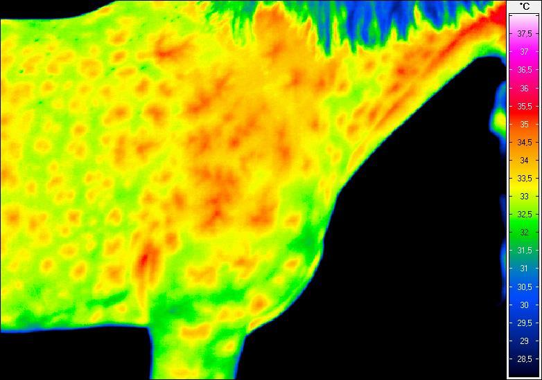 Termogram nr 15.