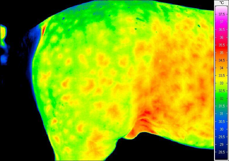 Termogram nr 19.