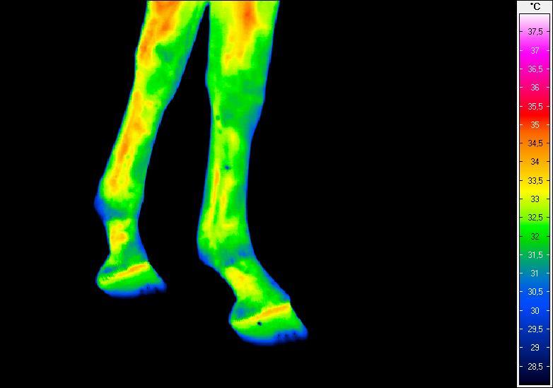 4. BADANIE TERMOGRAFICZNE KOŃ O IMIENIU EVA Termogram nr 1.