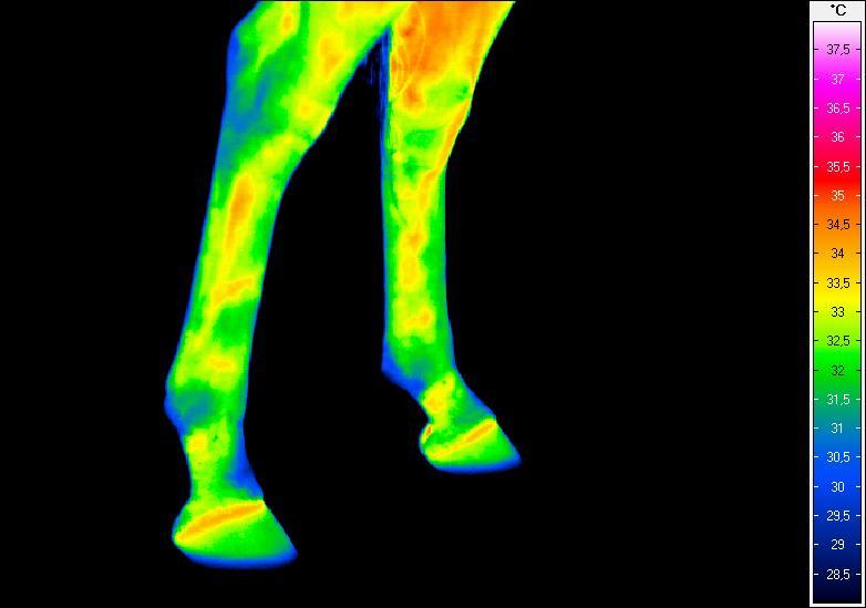 Termogram nr 5.