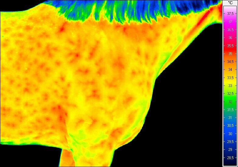 Termogram nr 15.