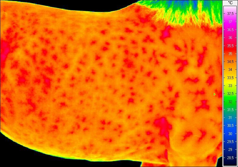 Termogram nr 21.