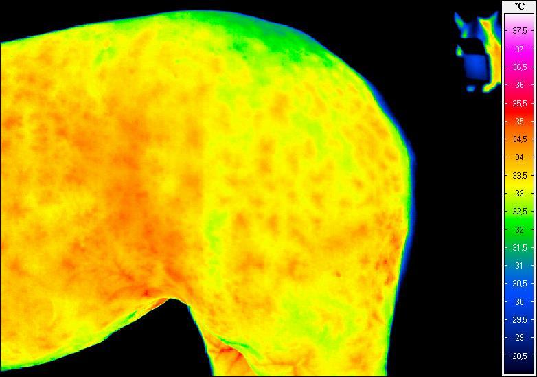 Termogram nr 24.