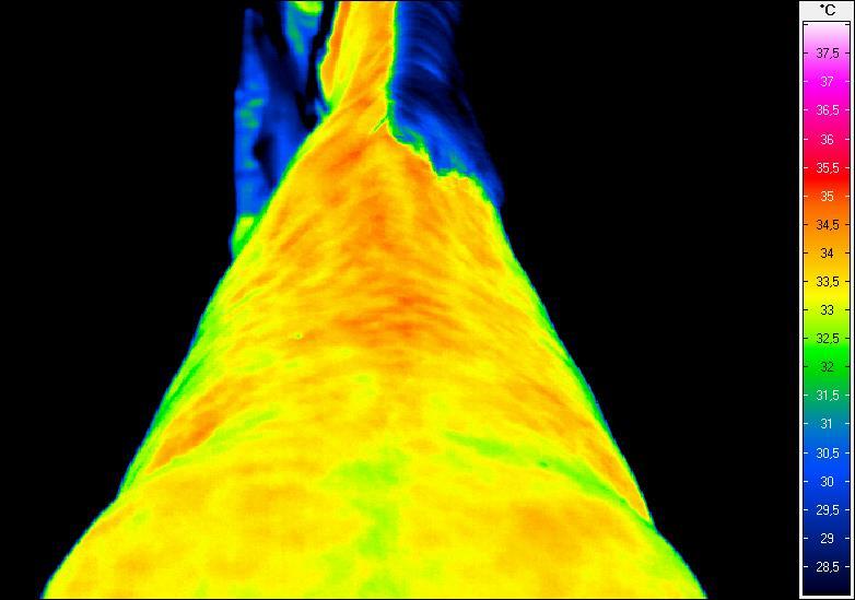 Termogram nr 27.