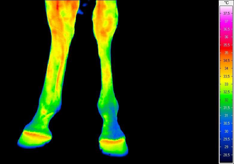 Termogram nr 11.