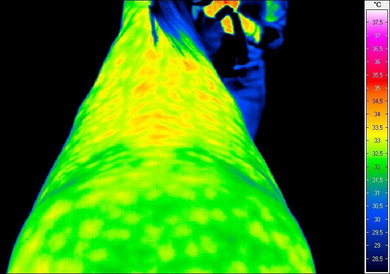 Termogram nr 27. Grzbiet od strony dogrzbietowej w spoczynku przed wejściem na matę wibrującą Termogram nr 28.