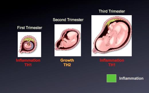 Mit 3: W ciąży następuje przewaga typu przeciwzapalnego (Th2 shift) ciąża to proces całościowy nie podlegający zmianom, czy to proces w którym można wyróżnić