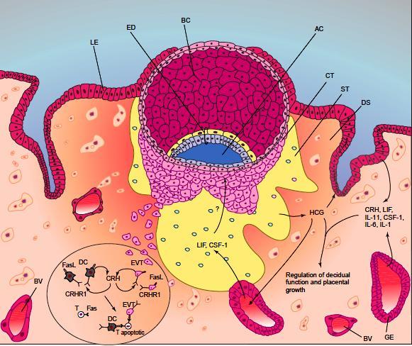 Hormony i cytokiny w implantacji blastocysty