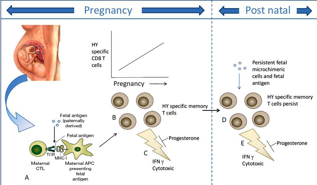 Rola limfocytów T CD8+ w czasie ciąży Hamowanie aktywności
