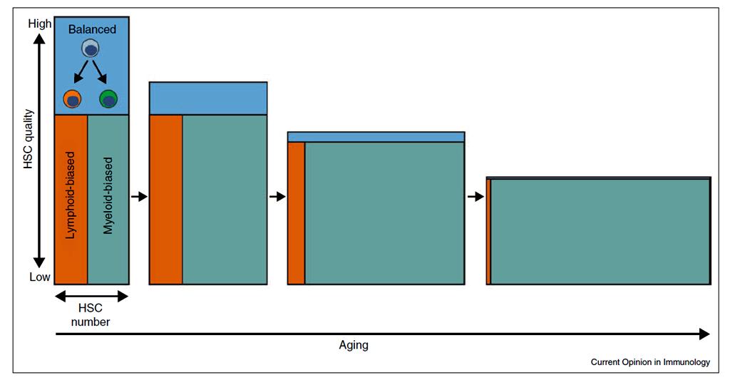 Starzenie szpiku kostnego HSC CD150 high (myeloid-biased) i CD150 low (lymphoid-biased) Zmiany z wiekiem: różne mechanizmy regulacji klonalnej