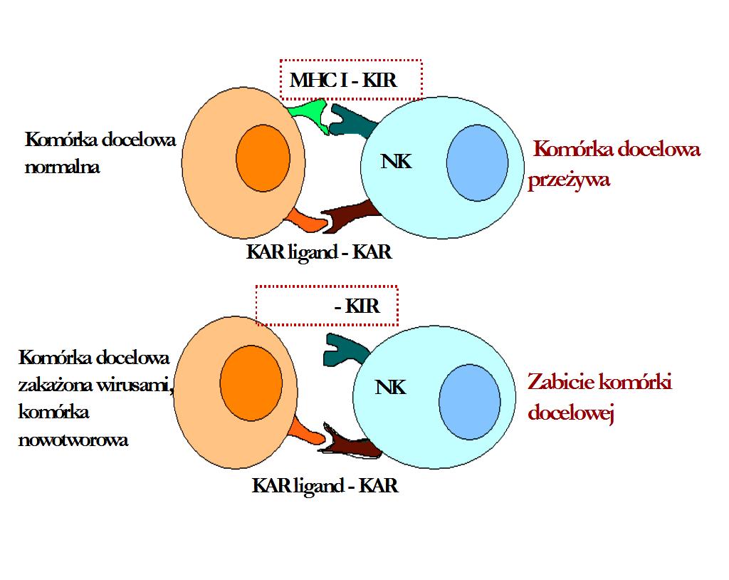 Zmiany aktywności komórek NK aktywność cytotoksyczna odpowiedź na cytokiny transdukcja