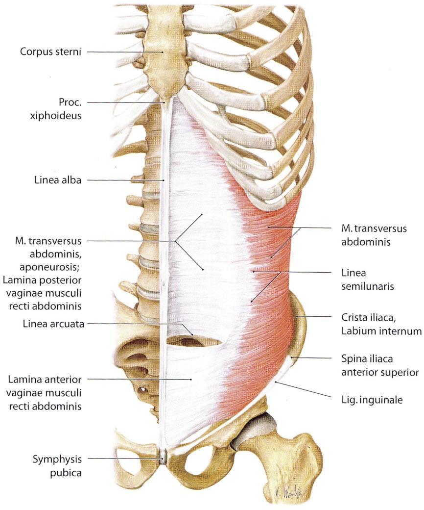 4.1. Mięsień poprzeczny brzucha (m. transversus abdominis) Najgłębszy ze wszystkich mięśni brzucha, leży poniżej kresy ukośnej.