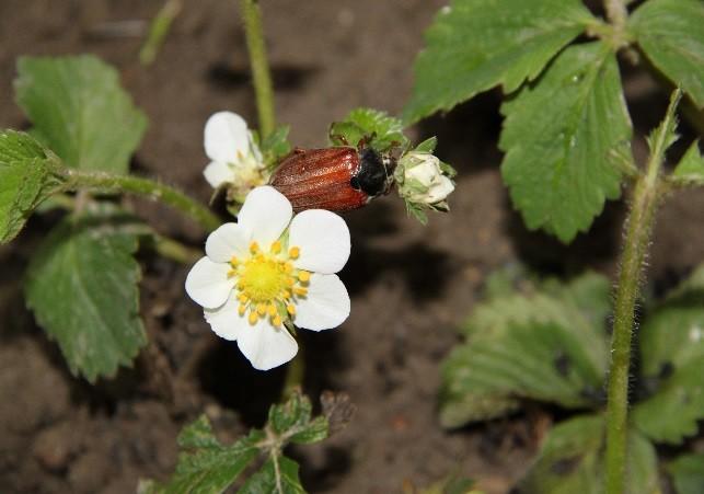Wstęp i cel badań Szkodniki żyjące w glebie, co roku powodują duże szkody na plantacjach truskawek, szczególnie tych prowadzonych systemem ekologicznym.