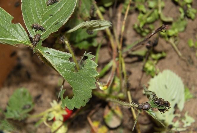 zwane pędrakami wyrządzają duże szkody na wielu uprawach oraz opuchlaki: larwy opuchlaka truskawkowca (Otiorhynchus sulcatus) i opuchlaka rudonoga (Otiorhynchus