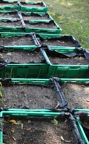 Ocenę metody fitosanitarnej zrealizowano w dwóch doświadczeniach. Doświadczenie wazonowe wykonano w insektarium ZORS IO w Skierniewicach, zaś doświadczenie polowe w miejscowości Brzostówka.