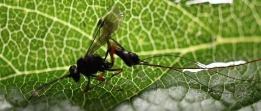 nad opracowywaniem i oceną różnych, niechemicznych metod zwalczania pędraków, stosowanych pojedynczo lub w kombinacjach łączonych,
