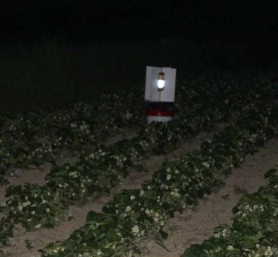 Pułapka typu Samołówka na plantacji truskawek Ekrany świetlne w pobliżu miejsca dziennego