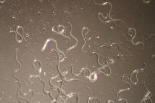 Celem Podzadania 2 było przeprowadzenie testów laboratoryjnych nad skutecznością działania czynników biologicznego zwalczania w stosunku do chrząszczy i larw opuchlaka truskawkowca.