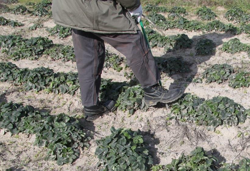 Metoda pobierania próbek gleby do analizy obecności czynników CBZ (entomopatogenicznych) i określenia własności fizykochemicznych gleby Próby gleby do analizy obecności i identyfikacji czynników CBZ