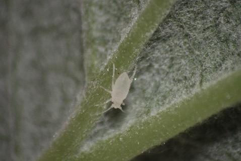 Mszyca na malinie Przędziorek chmielowiec Gąsienica zwójki Przebarwiacz malinowy na malinie Phytoseiidae Larwa dziubałka Tabela 2.4.