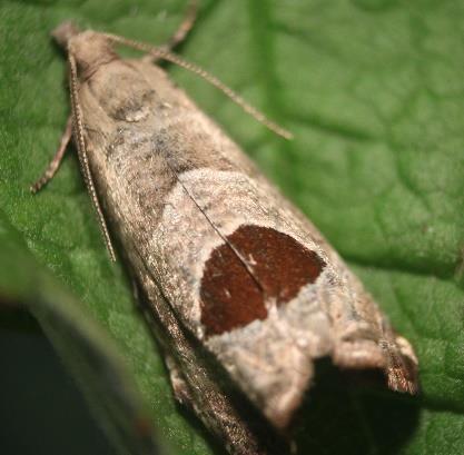 Krzewica 11 8 Wśród wyhodowanych motyli zwójkówek liściowych dominującym gatunkiem była zwójka malineczka - Notocelia uddmanniana (Linnaeus), aż ok. 90% populacji (Tabela 2.5). Tabela 2.6.