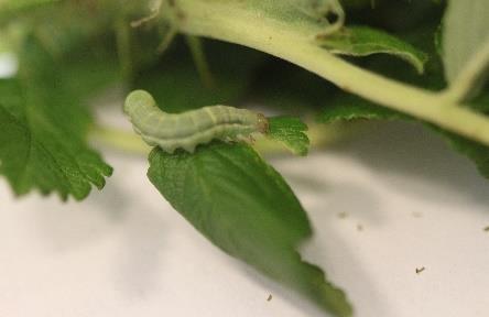 Monitoring szkodliwej i pożytecznej fauny na plantacjach róży pomarszczonej Monitoring szkodliwej i pożytecznej fauny na plantacjach róży