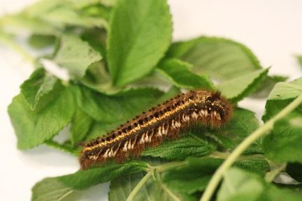 Rhagoletis alternata), pułapek z feromonem do odławiania zwójkówek liściowych: zwójki różóweczki Archips rosana i zwójki siatkóweczki