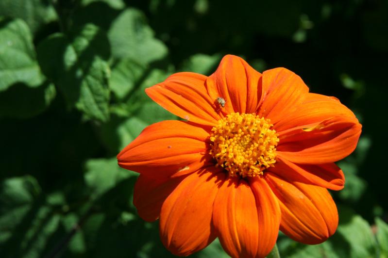 Walory dekoracyjne i zdrowotność Tithonia rotundifolia (Mill.) S.F. Blake... 11 W warunkach Ogrodu Botanicznego pierwsze koszyczki titonii okrągłolistnej rozkwitały w połowie lipca (12.07) fot. 2.