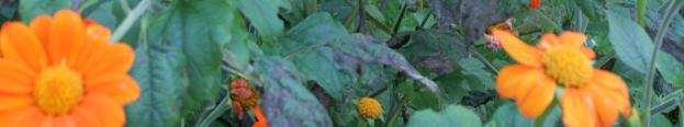 rotundifolia (fot. M. Kopacki, 2014) Phot. 4.